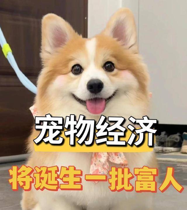 临消费冷淡难改5大赛道悄悄赚翻天AG真人试玩平台中国低欲望时代降(图11)